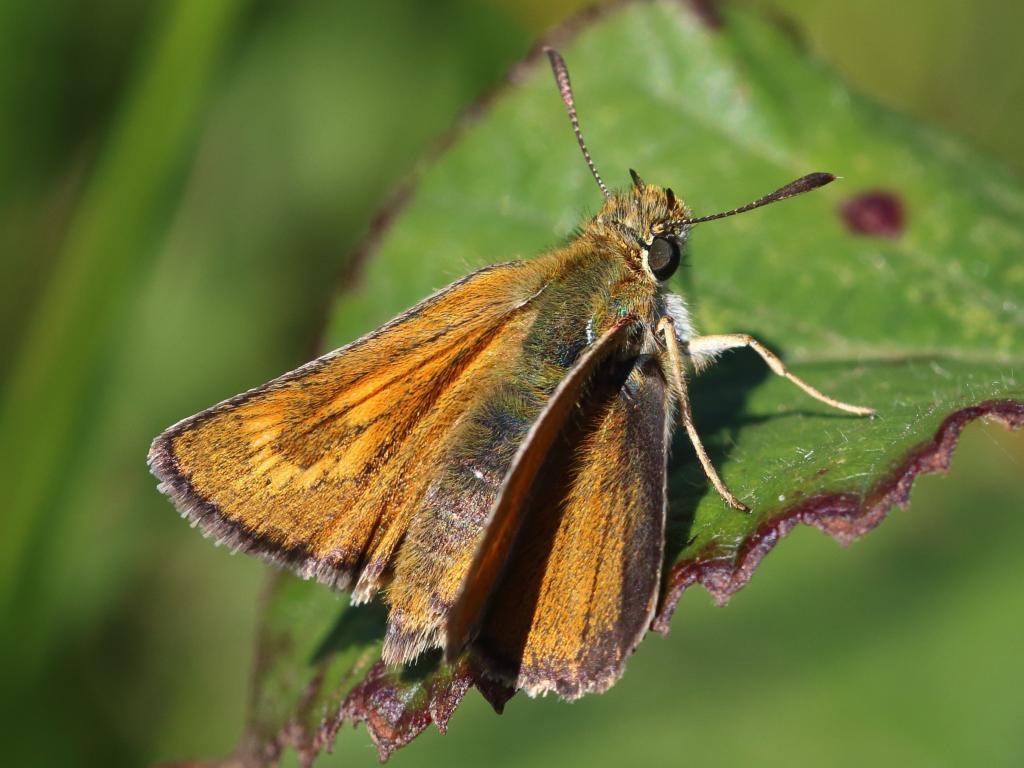  Lulworth Skipper (pic by Mark Searle)